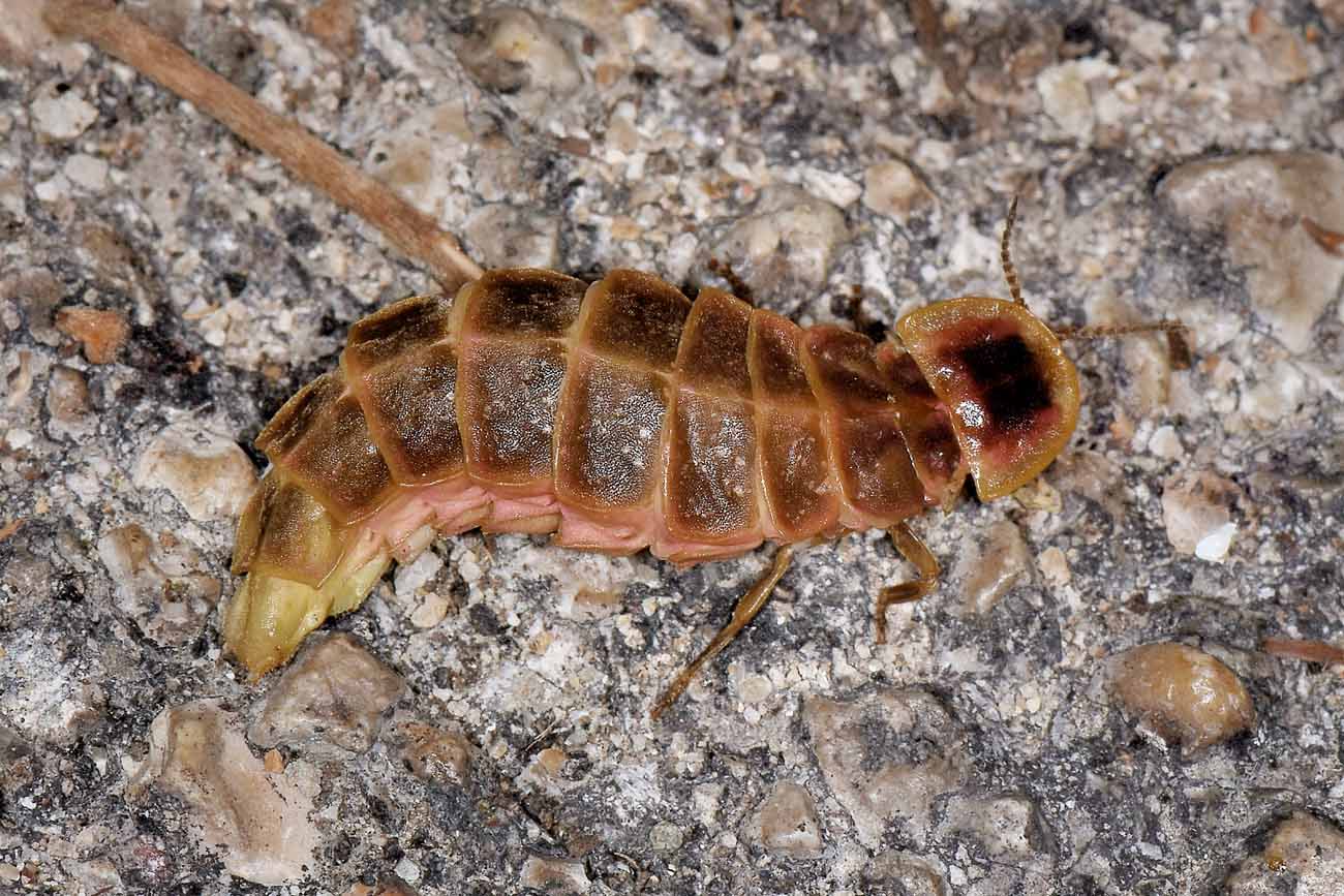 Lampyridae:  Lampyris sp.,  femmina?  S, Lampyris fuscata